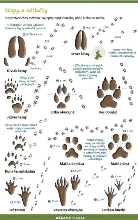 Ilustrácia krtkovca a stopy po výkope na trávniku