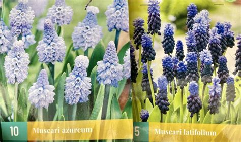 Infografika: Porovnanie teploty a doby rýchlenia pre hyacinty, narcisy a tulipány.