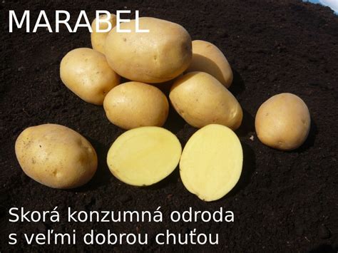 Detailný záber na zemiaky odrody Soraya s hladkou žltou šupkou a sýto žltou dužinou.
