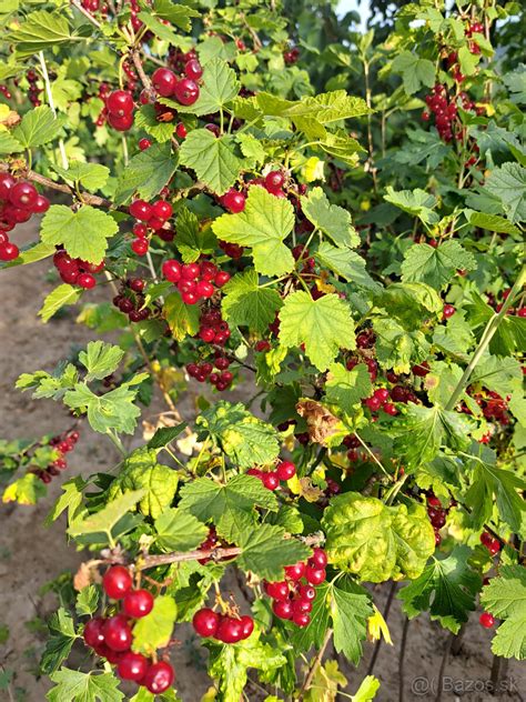 Detail kvetov okrasnej ríbezle 'King Edward'