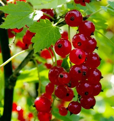 Ilustrácia správneho rezu okrasnej ríbezle