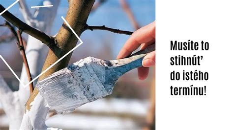 Schéma plesňovej infekcie na ihličnatých stromoch