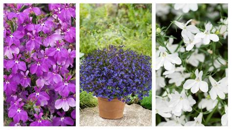 ilustračné foto lobelky nízkej v závesnom kvetináči, detail kvetov