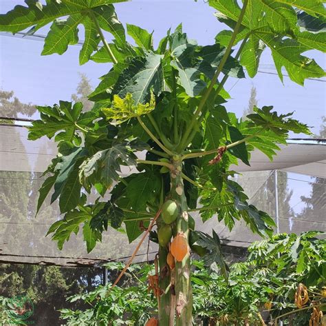 Schéma rastliny papája: znázornenie štíhleho kmeňa, veľkých vykrajovaných listov na dlhých stonkách a plodov vyrastajúcich priamo z kmeňa.