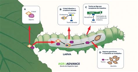 Schéma: princíp pôsobenia Bacillus thuringiensis na húsenice