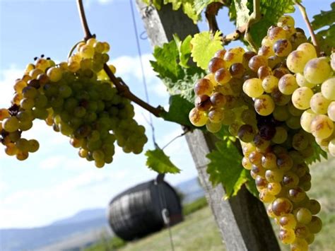 schéma antioxidantov v hrozne