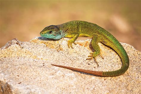 Jašterica zelená v prirodzenom prostredí