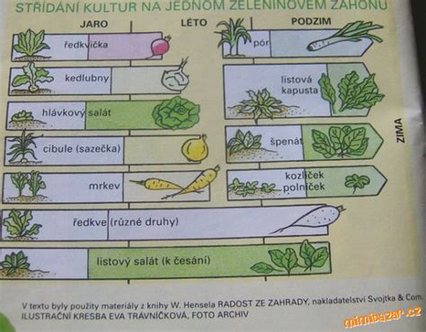 ilustračné foto zobrazujúce pestrý zeleninový záhon so zmiešanými kultúrami