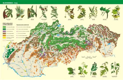 infografika s príkladmi rastlinných spoločenstiev, ktoré sa navzájom podporujú
