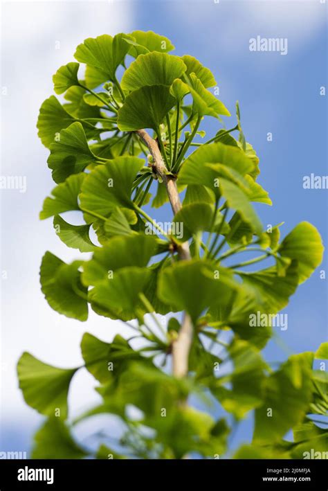 Detail listov Ginkgo biloba a zblízka samičie kvety/plody