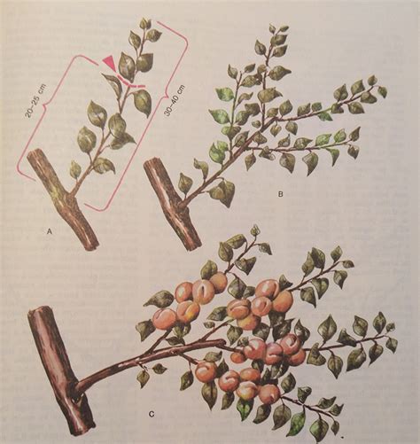 Schéma rezu liesky: postupné omladzovanie a odstraňovanie suchých vetiev.