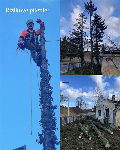 Detail zimnej ochrany skalničiek pomocou ihličnatých konárov