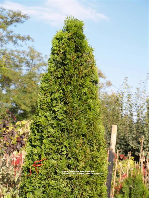 ilustrácia Tuja západná Smaragd ako živý plot