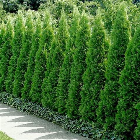 tuja Smaragd v ozdobnom kvetináči na terase