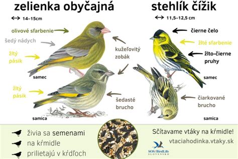 Ukážka rôznych druhov trvaliek