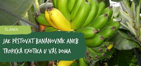 Schéma ideálnych podmienok pre banánovník (svetlo, teplota, vlhkosť)