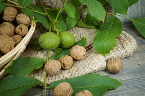 Ilustrácia orecha kráľovského s plodmi