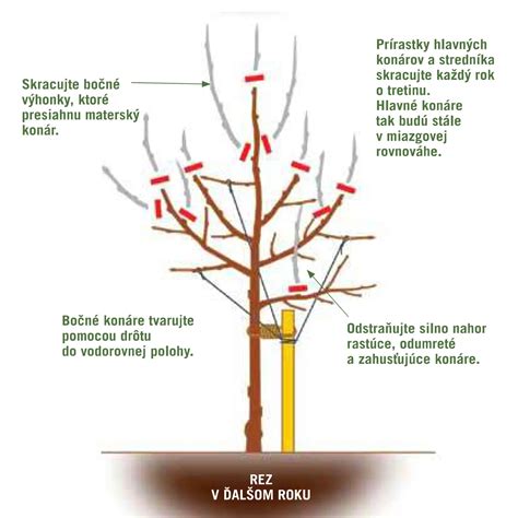 Ilustrácia správneho rezu konárov orecha