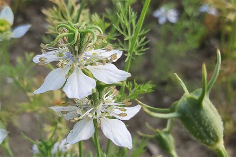 Tematické foto: Černuška siata s kvetmi a tobolkami