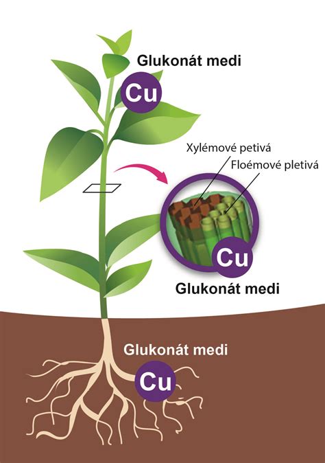 ilustrácia piesočnatej pôdy s koreňmi rastlín
