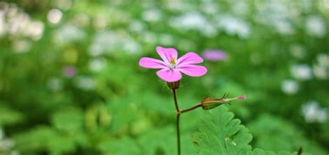 koláž zeleniny, ktorej sa darí v piesočnatej pôde