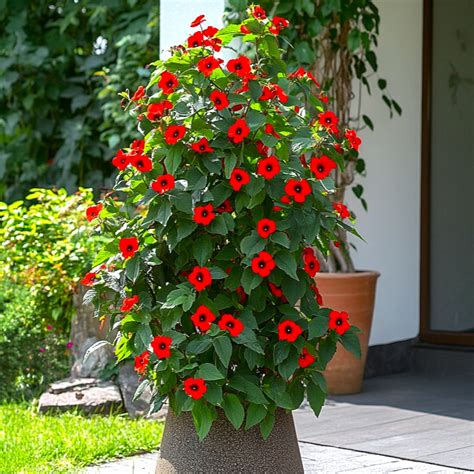 Schéma rastu a kvitnutia Thunbergia alata na vertikálnej konštrukcii