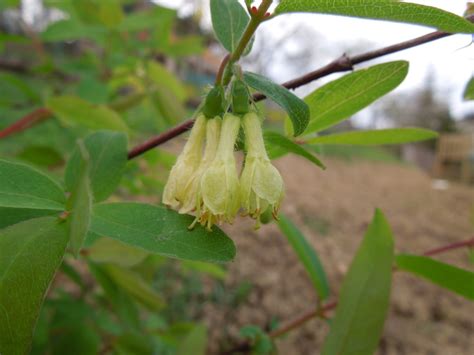 fotografia zemolezu kamčatského počas kvitnutia s plodmi