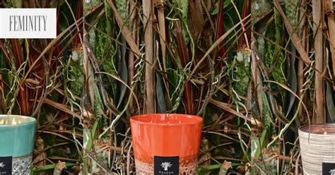 schéma znázorňujúca proces krížového opelenia zemolezu pomocou hmyzu