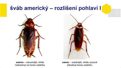 Ilustrácia ootéky švába s naznačenými vajíčkami