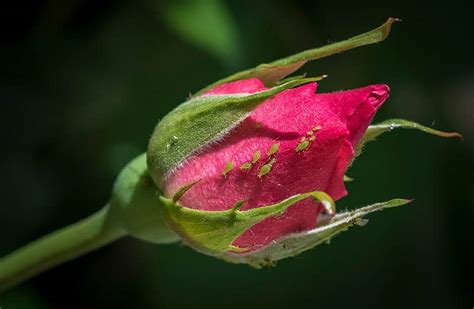 Tematické foto: Ruža napadnutá voškami