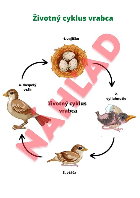 Infografika: Životný cyklus vošky a poškodenie listu