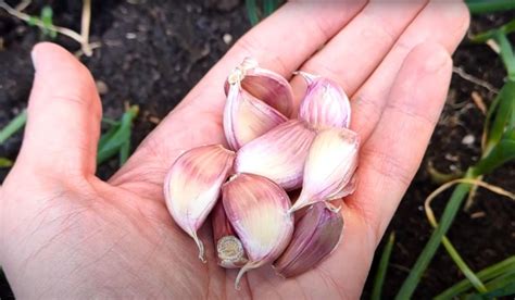 Fotografia: Prelisovaný cesnak na prípravu postreku