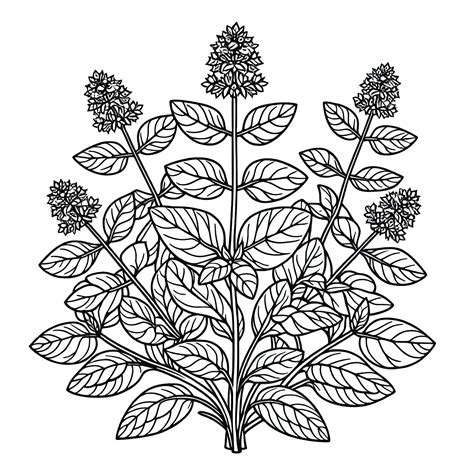 Detailná omaľovánka bazalky a ďalších liečivých bylín pre tvorivé vymaľovanie
