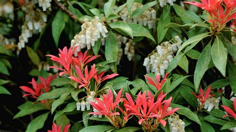 Ilustračný obrázok oleandra s rôznofarebnými kvetmi