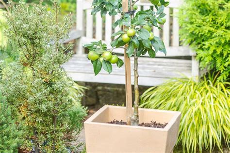 Tematické foto: jabloň v kvetináči na terase