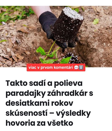 Záhradkár polieva paradajky ku koreňom