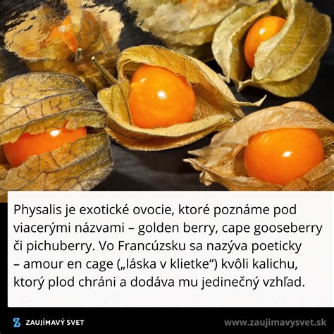 Schéma rastliny Physalis s detailom plodu v ochrannom kalichu