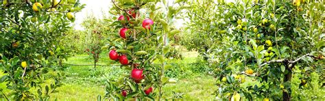 Ilustračná fotografia rôznych typov hnojív pre ovocné stromy a záhradné rastliny