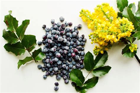Fotografia kvitnúcej Mahónie v tienistom záhone