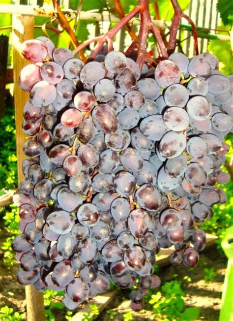 Zrelé strapce viniča Galanth/Galahad na slnku