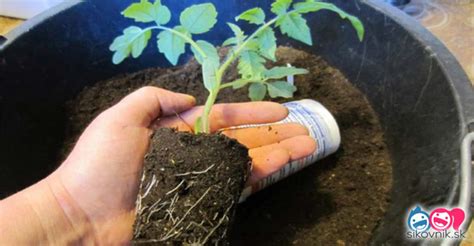 Zdravý koreňový systém hydroponicky pestovanej rastliny paradajky