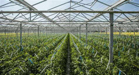 Interiér hydroponického skleníka s rastlinami paradajok a čmeliakmi