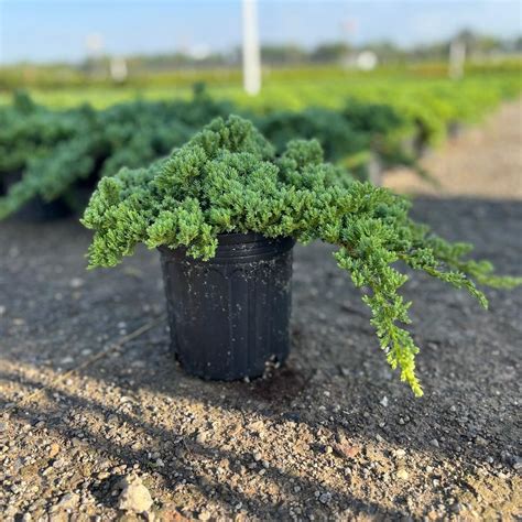 Detailný záber na husté, modro-zelené ihličie a poliehavý tvar borievky Juniperus procumbens 'Nana'.