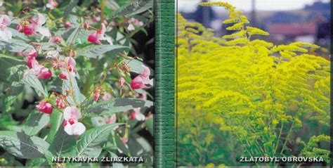 Ilustrácia porovnávajúca účinky selektívneho a totálneho herbicídu na rôzne druhy rastlín.