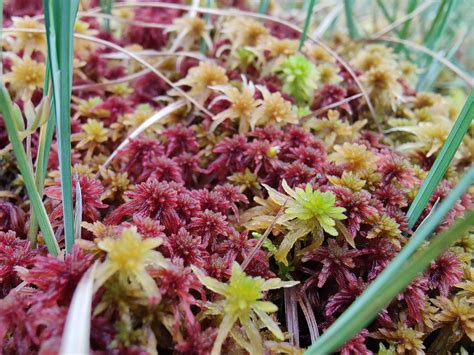Tematické foto: Detail machu sphagnum v orchideovom substráte s orchideou