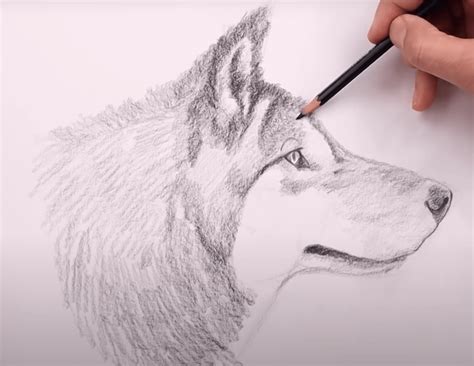 Detailná ilustrácia správneho vylamovania „vlka“ ručne v bylinnom stave.