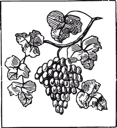 Strapec čerstvého hrozna