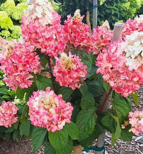 obrázok popínavej hortenzie na múre