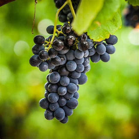 Schéma vinice Pinot Noir s detailmi listu, strapca a bobúľ