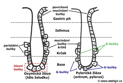 Schéma vrstvenia substrátu a mycélia